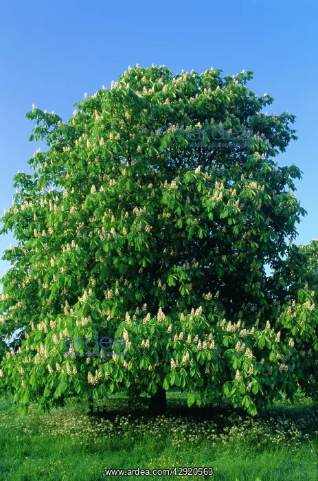 : HORSE CHESTNUT TREE : HORSE CHESTNUT TREE
