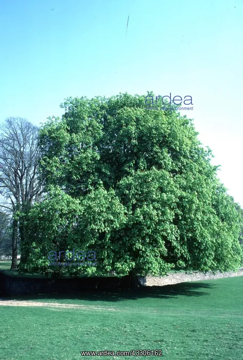 : HORSE CHESTNUT TREE : HORSE CHESTNUT TREE