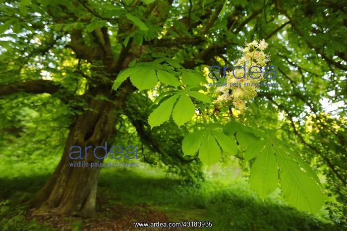 : Horse chestnut tree (Aesculus hippocastanum) flowers : Horse chestnut tree (Aesculus hippocastanum) flowers