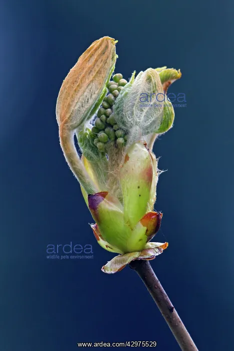: Horse Chestnut Tree - bud opening - showing emerging : Horse Chestnut Tree - bud opening - showing emerging