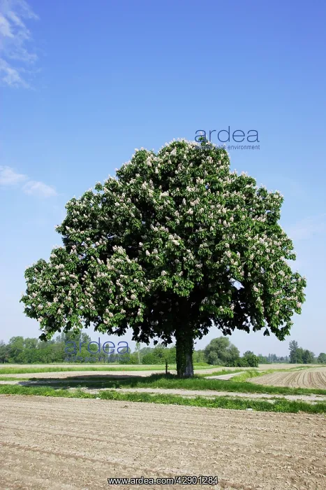 : Horse Chestnut Tree - by field : Horse Chestnut Tree - by field