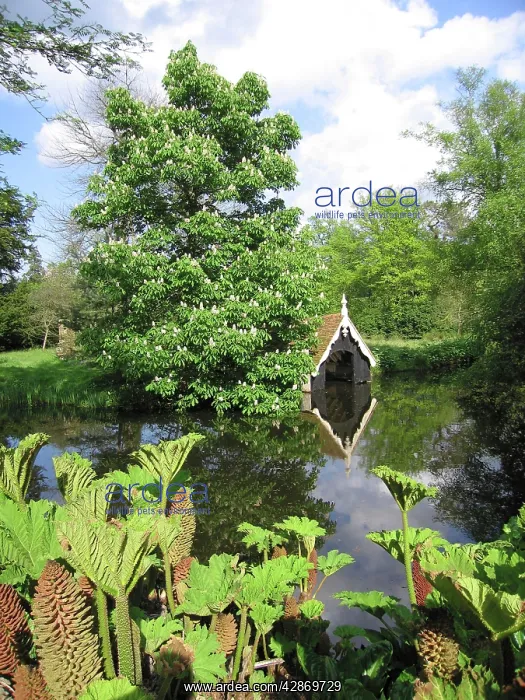 : Horse Chestnut Tree - In flower, by pool and boat : Horse Chestnut Tree - In flower, by pool and boat
