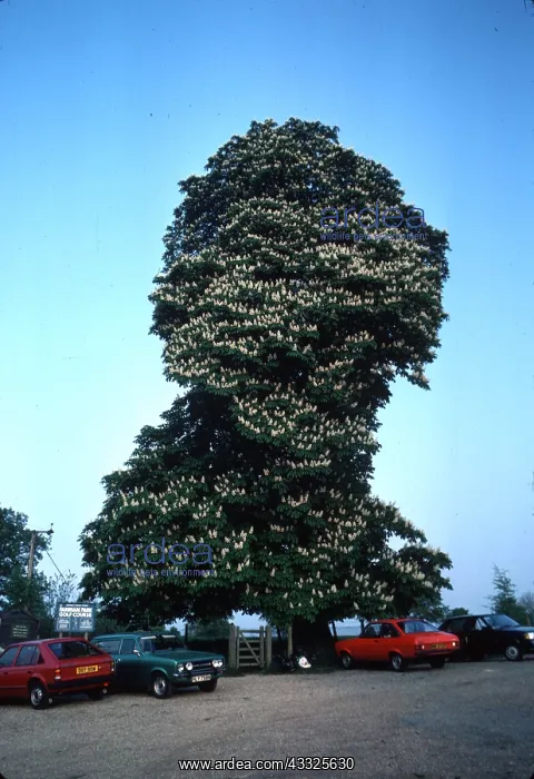 : HORSE CHESTNUT TREE - gigantic : HORSE CHESTNUT TREE - gigantic