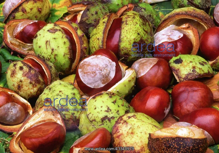 : Horse Chestnut tree - mass of conkers : Horse Chestnut tree - mass of conkers