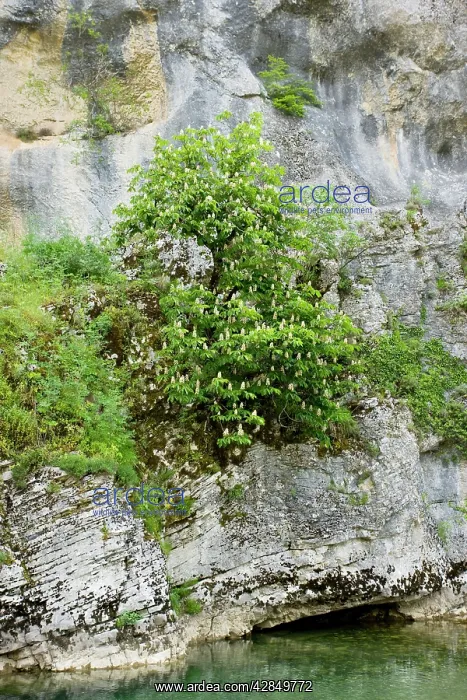 : Horse-chestnut tree - in their native habitat on : Horse-chestnut tree - in their native habitat on