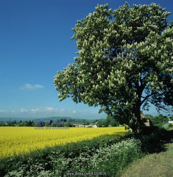 : Horse-chestnut tree and oilseed rape crop : Horse-chestnut tree and oilseed rape crop