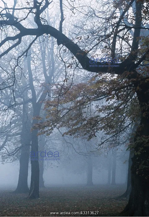 : HORSE CHESTNUT TREE - wood in Autumn fog : HORSE CHESTNUT TREE - wood in Autumn fog