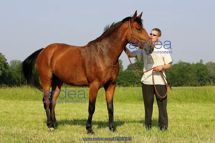 : Horse - chestnut wearing halter with owner : Horse - chestnut wearing halter with owner