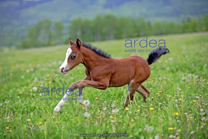 : Horse Chestnut Welsh Pony few week old foal running : Horse Chestnut Welsh Pony few week old foal running