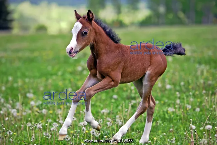 : Horse Chestnut Welsh Pony few week old foal running : Horse Chestnut Welsh Pony few week old foal running