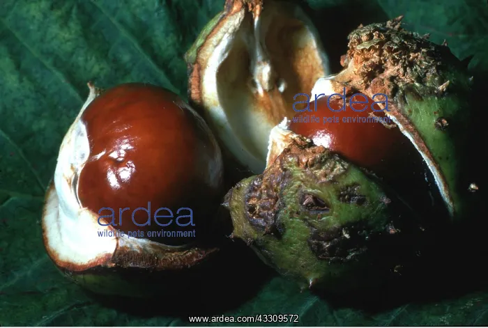 : HORSE CHESTNUTS - close-up of Conkers : HORSE CHESTNUTS - close-up of Conkers