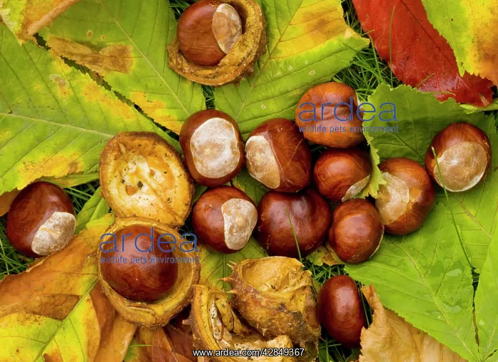 : Horse Chestnuts - conkers, in autumn : Horse Chestnuts - conkers, in autumn