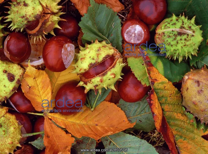 : HORSE CHESTNUTS - FALLEN : HORSE CHESTNUTS - FALLEN