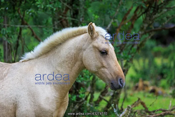 : Horse in Chilean Patagonia : Horse in Chilean Patagonia