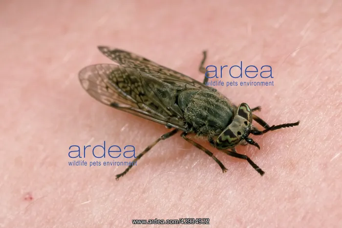 : Horse / Cleg Fly : Horse / Cleg Fly