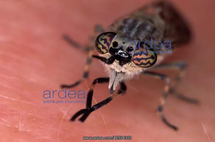 : Horse / Cleg Fly : Horse / Cleg Fly