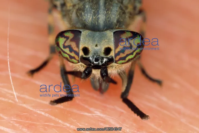 : Horse / Cleg Fly - feeding on human skin : Horse / Cleg Fly - feeding on human skin