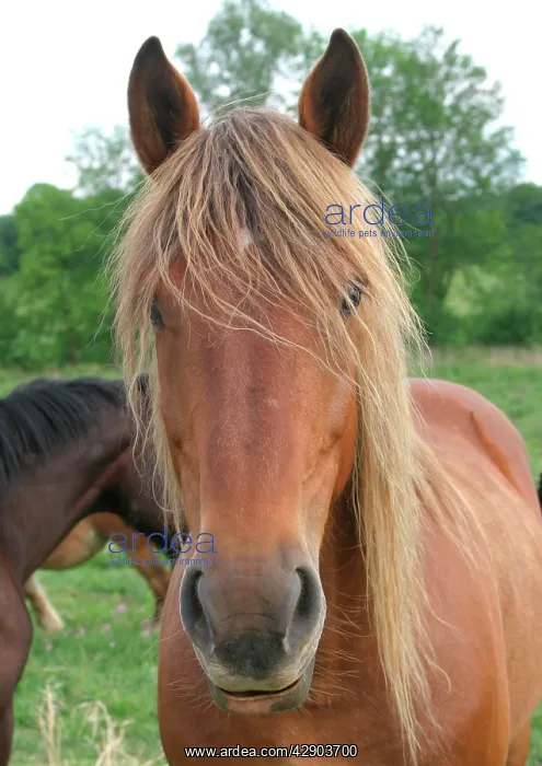 : Horse - close-up of head and mouth