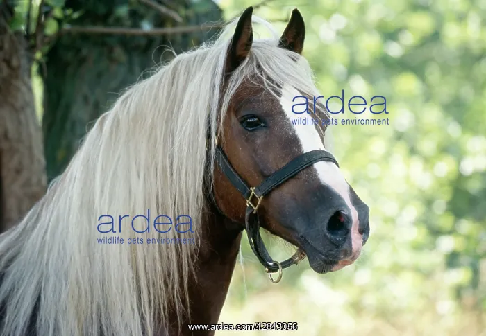  : Horse - Cob Stallion - Close-up of head