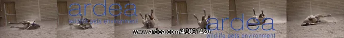 : Horse with colic is rolled on the floor : Horse with colic is rolled on the floor