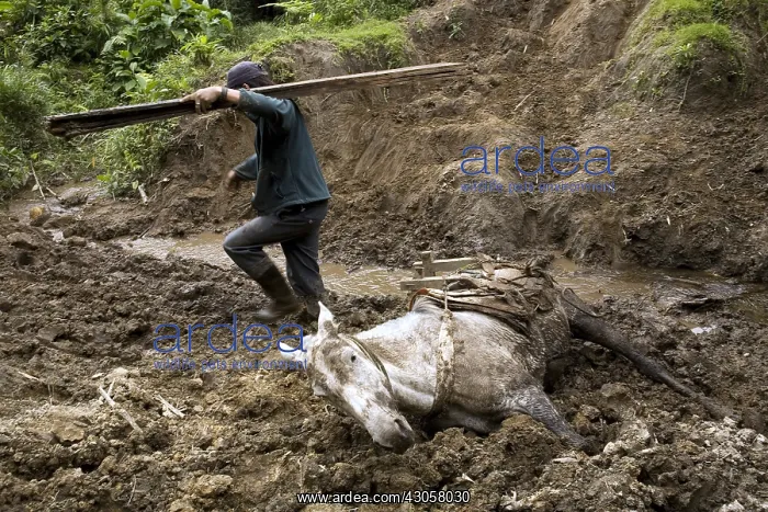 : Horse collapsed under an overload of planks Ecuador : Horse collapsed under an overload of planks Ecuador