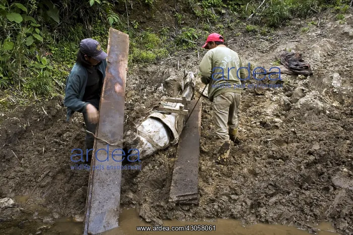 : Horse collapsed under an overload of planks Ecuador : Horse collapsed under an overload of planks Ecuador