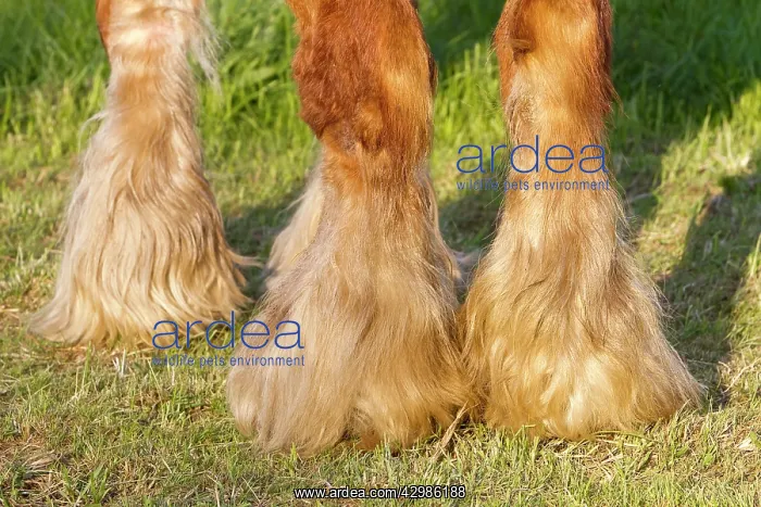 : Horse. Comtois - close-up of feet - Bas Rhin - France : Horse. Comtois - close-up of feet - Bas Rhin - France