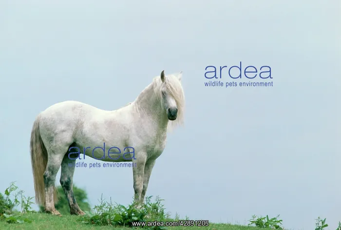  : HORSE - CONNEMARA STALION