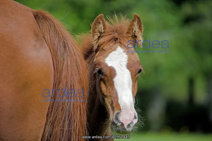 : Horse - Curious Arab Colt peaking from around mothers tail : Horse - Curious Arab Colt peaking from around mothers tail