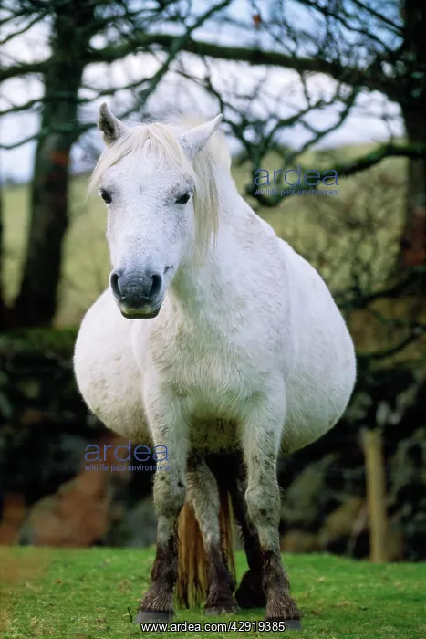  : Horse - Dartmoor Pony, very pregnant