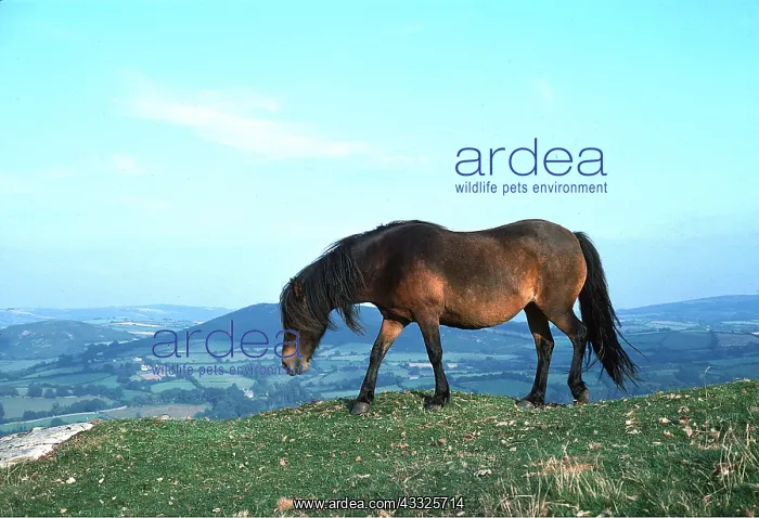 : Horse - Dartmoor Pony in summer coat : Horse - Dartmoor Pony in summer coat
