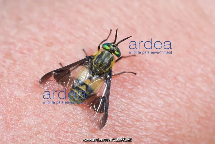 : Horse (deer) Fly - on human skin : Horse (deer) Fly - on human skin