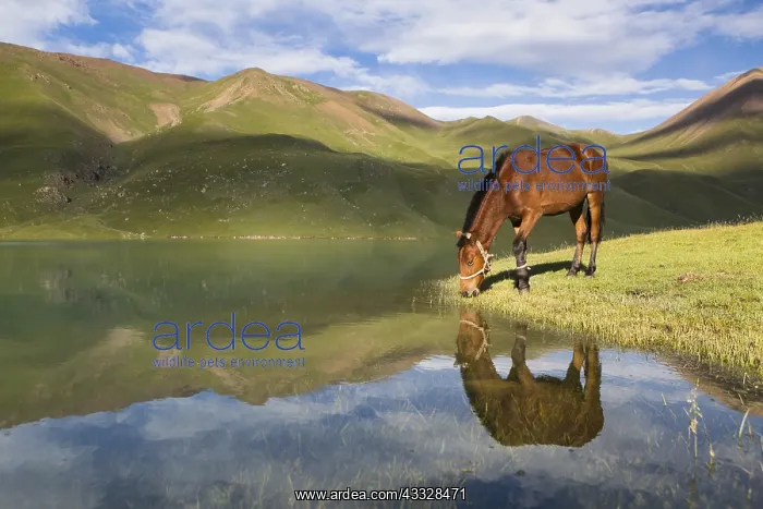 : Horse drinking in Lake Kol Ukok, Kotchkor, Naryn : Horse drinking in Lake Kol Ukok, Kotchkor, Naryn