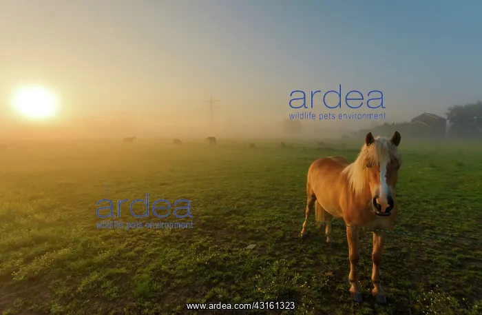 : Horse (Equus caballus) female standing in meadow during sunrise on a misty morning : Horse (Equus caballus) female standing in meadow during sunrise on a misty morning