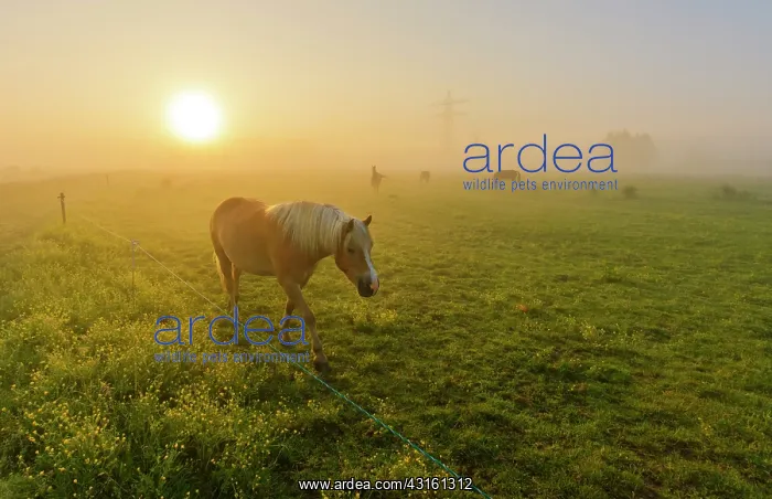  : Horse (Equus caballus) female walking in meadow during sunrise on a misty morning