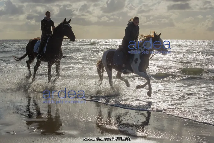 : Horse. Two horse (Equus ferus caballus) riders on the beach : Horse. Two horse (Equus ferus caballus) riders on the beach