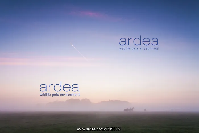 : Horse (Equus ferus caballus) standing in meadowfield in mist with an aeroplane in the air : Horse (Equus ferus caballus) standing in meadowfield in mist with an aeroplane in the air