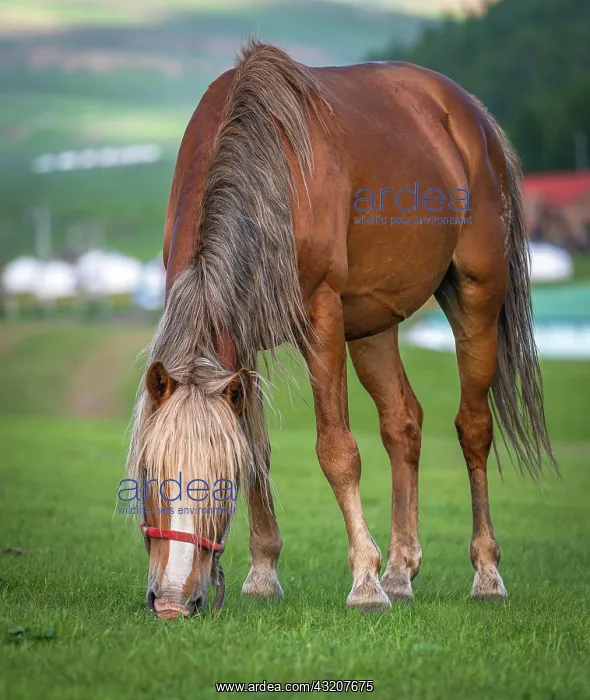 : Horse (Equus ferus caballus) in summer at camp : Horse (Equus ferus caballus) in summer at camp