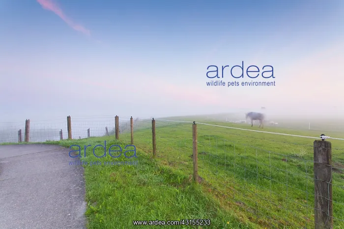 : Horse (Equus ferus caballus) walking in meadowfield in mist : Horse (Equus ferus caballus) walking in meadowfield in mist