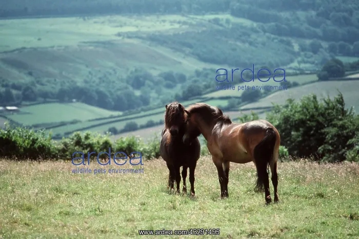 : HORSE - EXMOOR PONIES : HORSE - EXMOOR PONIES