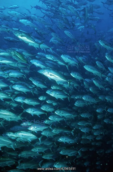 : Horse-eyed Jacks - close-up of shoal : Horse-eyed Jacks - close-up of shoal