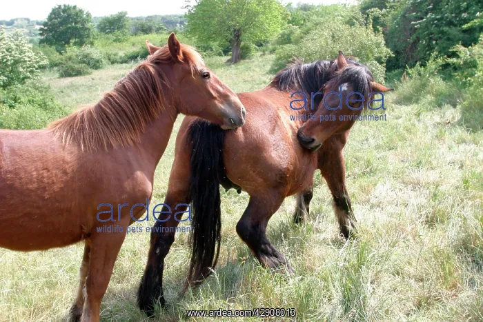  : Horse - two in field, one biting itself