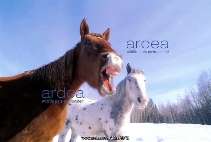 : Horse in field neighing, Appaloosa in background : Horse in field neighing, Appaloosa in background