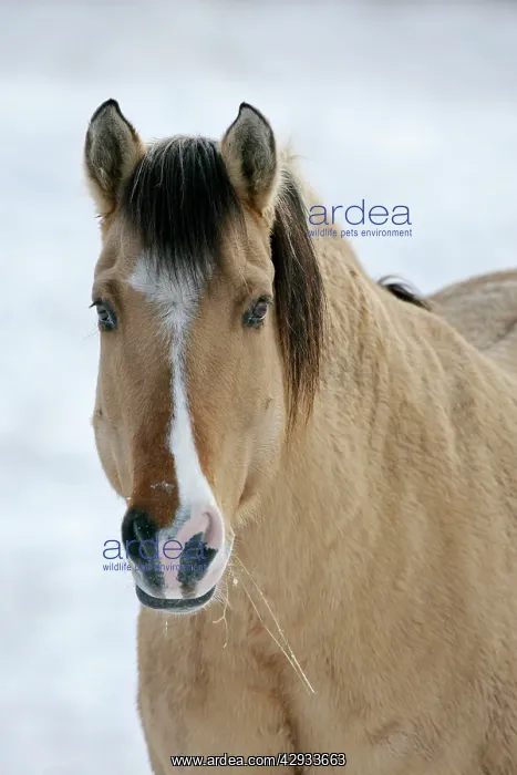 : Horse - Fijord-Quarterhorse portrait in winter : Horse - Fijord-Quarterhorse portrait in winter
