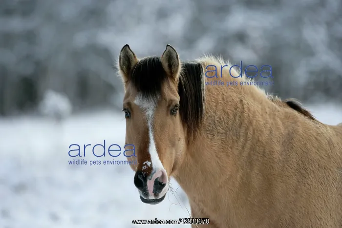  : Horse - Fijord-Quarterhorse portrait, in winter