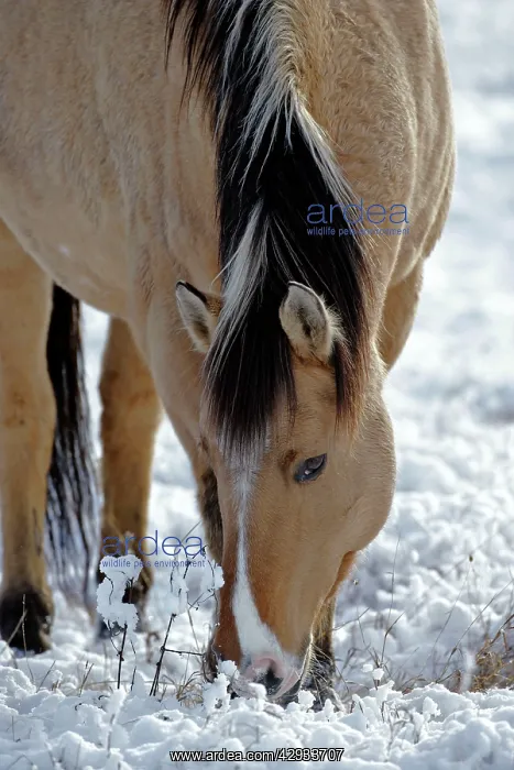 : Horse Fijord-Quarterhorse in snow feeding at winter pasture : Horse Fijord-Quarterhorse in snow feeding at winter pasture