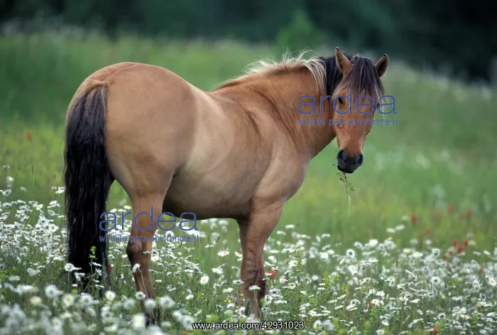  : HORSE - Fjord Quarterhorse in meadow of flowers