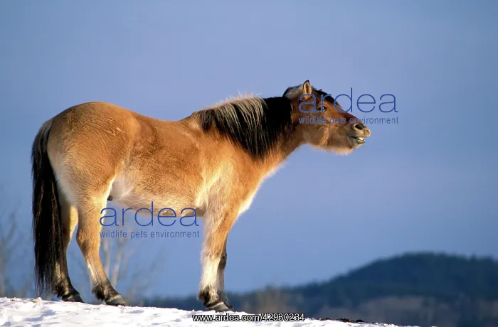 : HORSE - Fjord Quarterhorse neighing, side view : HORSE - Fjord Quarterhorse neighing, side view