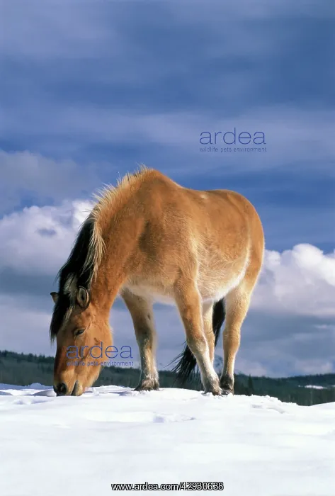 : Horse - Fjord Quarterhorse standing on hilltop : Horse - Fjord Quarterhorse standing on hilltop