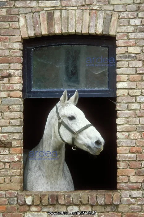 : Horse - 'flea bitten greyI colouring, standing : Horse - 'flea bitten greyI colouring, standing